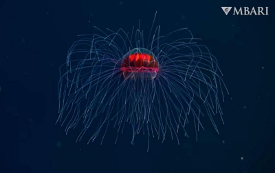 Минутка океанической красоты: психоделическая трахимедуза