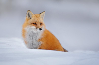 По горячим следам: на Байкале посчитали лесных обитателей